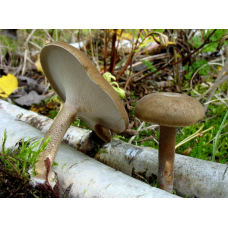 Мицелий Трутовика зимнего  / Полипорус зимний (Polyporus brumalis)